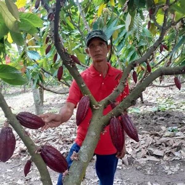 Petani Kakao Aceh Barat Raup Untung Besar Berkat Harga Ekspor Naik